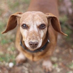 Meet your Posher, Lacey